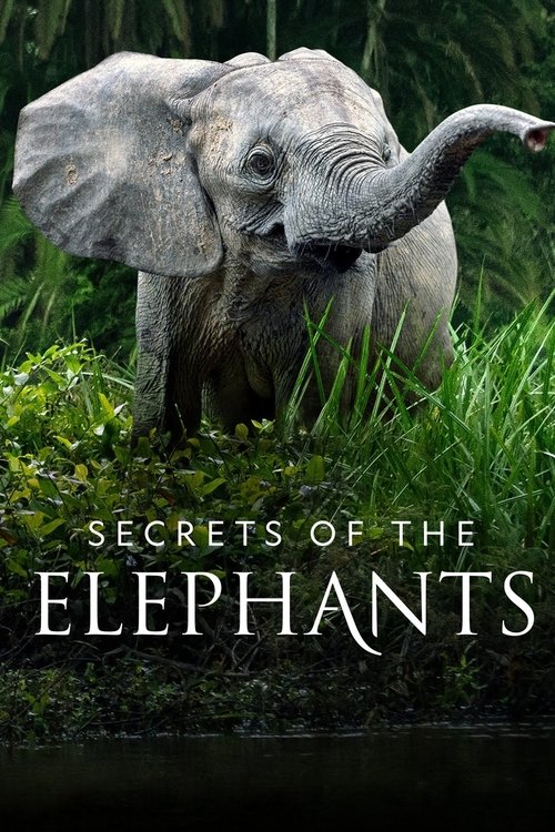 Secrets of the Elephants : 1.Sezon 2.Bölüm